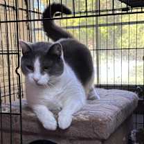 Thumbnail photo of Snowbell "Bells" #2