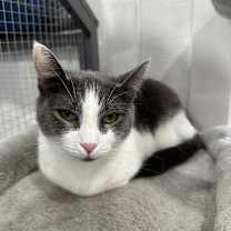 Thumbnail photo of Snowbell "Bells" #3