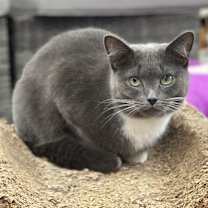 Thumbnail photo of Pickle #2