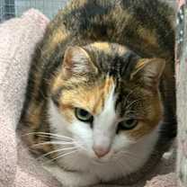 Thumbnail photo of Rhianna (RhiRhi) #2