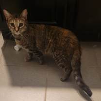 Thumbnail photo of Confetti #3