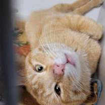 Thumbnail photo of Rocky #2