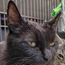 Thumbnail photo of Ciri #2