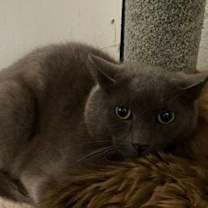 Thumbnail photo of Shade #2