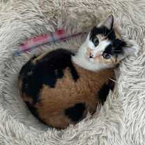 Thumbnail photo of Daisy #2