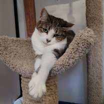 Thumbnail photo of Prancer #3