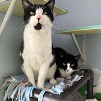 Thumbnail photo of Sassy #2