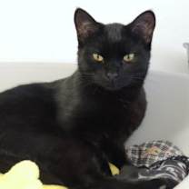 Thumbnail photo of Cadbury #3
