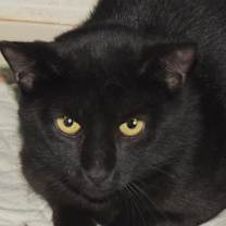 Thumbnail photo of Ferris #2
