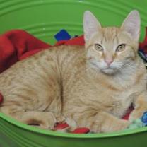 Thumbnail photo of Theo #2