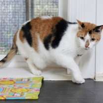 Thumbnail photo of Callee #3