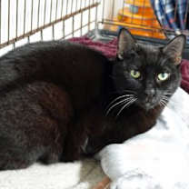Thumbnail photo of Maxi #3