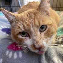 Thumbnail photo of Sampson #3