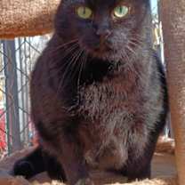 Thumbnail photo of Onyx #2