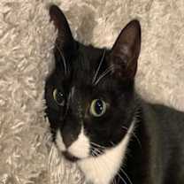 Thumbnail photo of Buddy OS #2