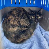 Thumbnail photo of Meg #2