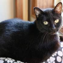 Thumbnail photo of Sylvie #2