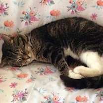 Thumbnail photo of Juju #2