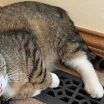 Thumbnail photo of Ladybug #3