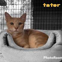 Thumbnail photo of TATER #2