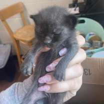 Thumbnail photo of Naveen #3