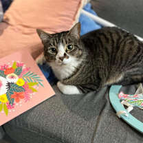 Thumbnail photo of Remus 2yr+ #1