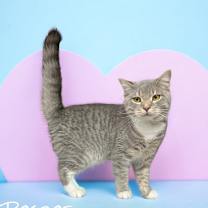 Thumbnail photo of Roscoe #2