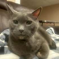 Thumbnail photo of Mojo #4