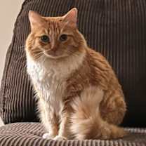 Thumbnail photo of Sunkist #2