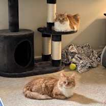 Thumbnail photo of Sunkist #3