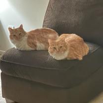 Thumbnail photo of Sunkist #4