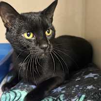 Thumbnail photo of Prescott #1