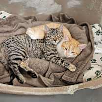 Thumbnail photo of Simba & Nala #2