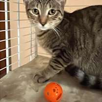 Thumbnail photo of Doogie #2