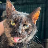 Thumbnail photo of WREN! #2