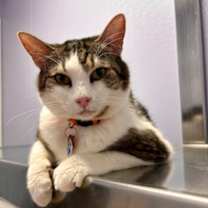 Thumbnail photo of Robin #2