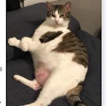 Thumbnail photo of Robin #3