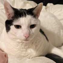 Thumbnail photo of Oreo (adopt with Bear) #3