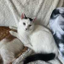 Thumbnail photo of Cheese #2