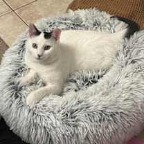 Thumbnail photo of Cheese #3