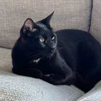 Thumbnail photo of KADE & KANDY - Offered by Owner - Bonded Pair #1