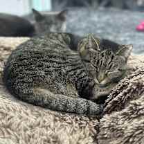 Thumbnail photo of Sofie #4