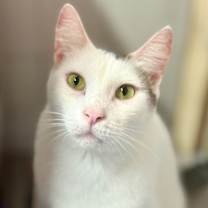 Thumbnail photo of Shrimp #1