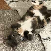 Thumbnail photo of Bella #3