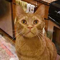 Thumbnail photo of Statler (Bonded with Waldorf #1