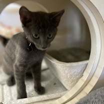 Thumbnail photo of Frankie Jo #3