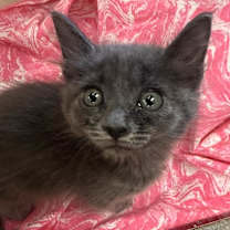 Thumbnail photo of Frankie Jo #4