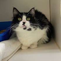 Thumbnail photo of COOKIE #1