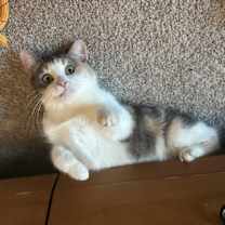 Thumbnail photo of Cher #1