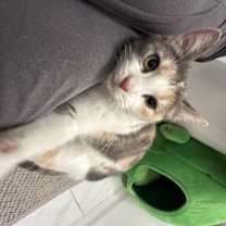 Thumbnail photo of Cher #2